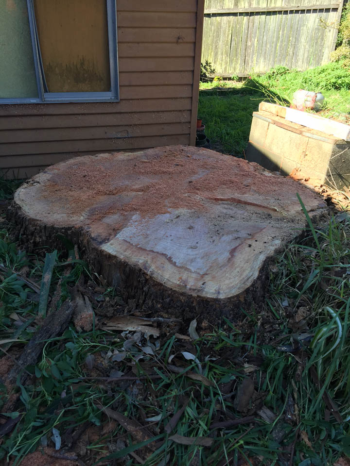 Stump in a residential yard