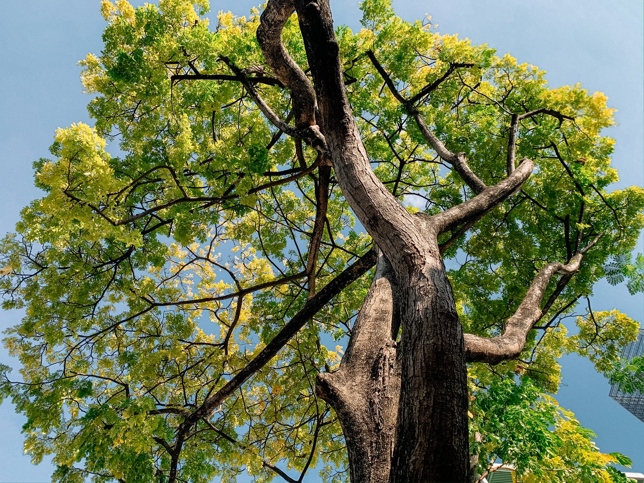 large-tree