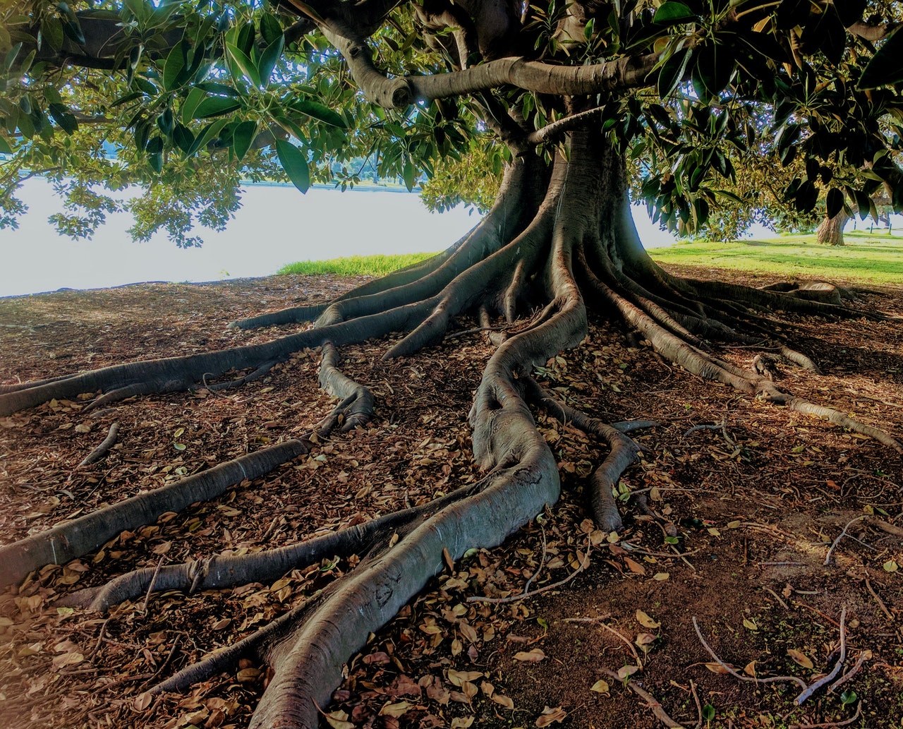 Overgrown tree roots