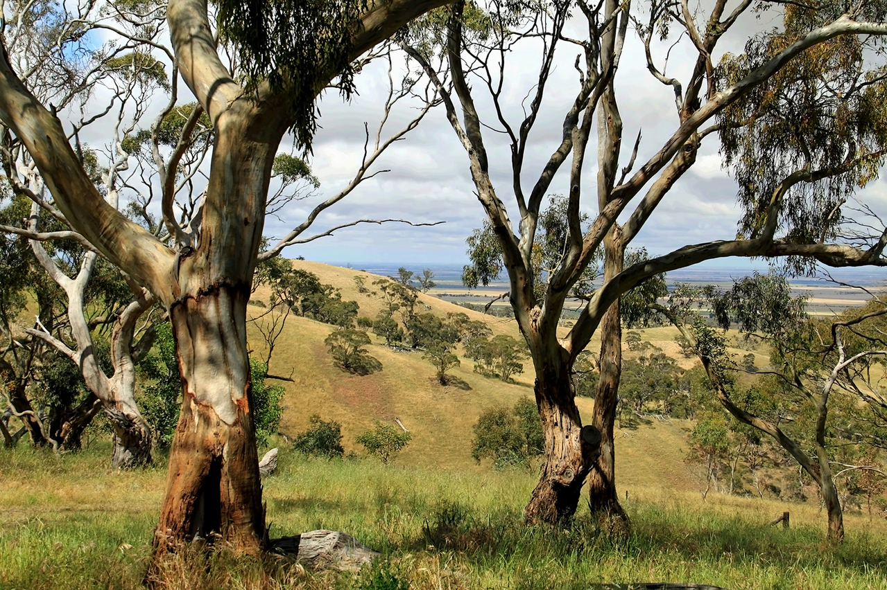 Tree Assessment