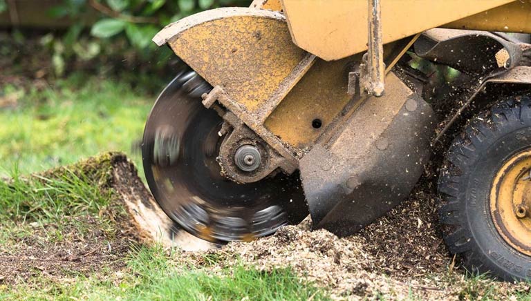 Stump grinding in Sydney