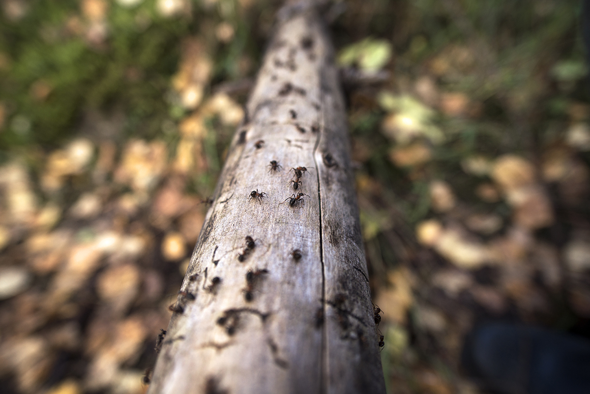Close-up Of Ants On Fallen Tree Trunk In Forest