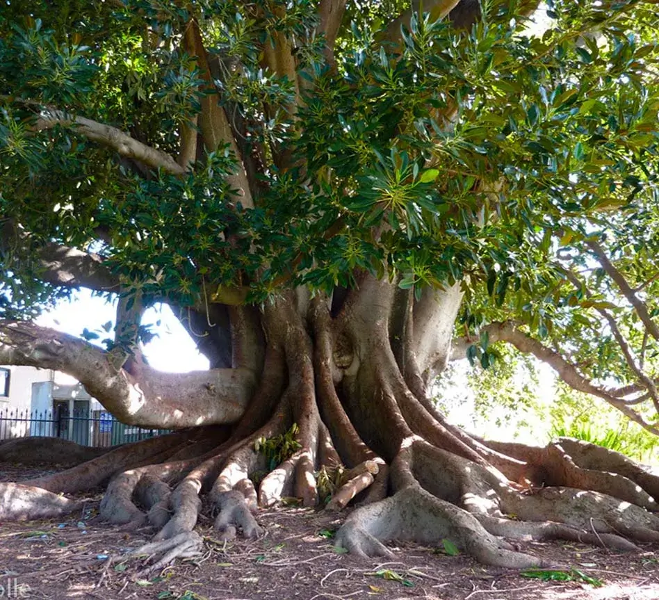 Tree on school grounds