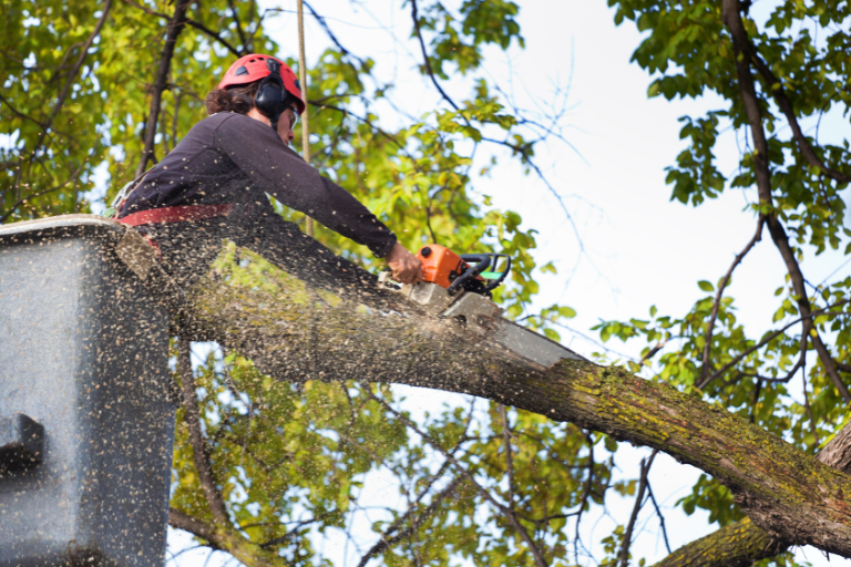 Tree removal in Sydney