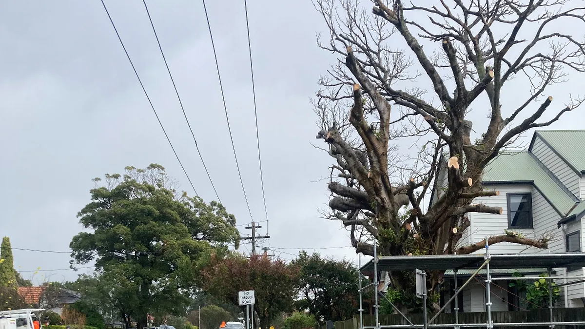 Hazardous Tree